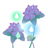 雨降りあじさい