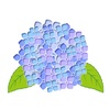 水色の紫陽花