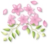 花　プルメリアの花と花びら　ピンク