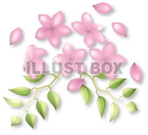 花　プルメリアの花と花びら　ピンク
