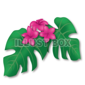 ハワイの植物イメージ