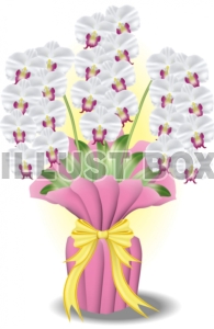 花　胡蝶蘭のプレゼント　白