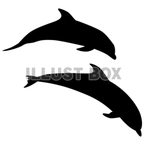 【シルエット】イルカの競争