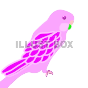 無料イラスト インコ ピンクバージョン