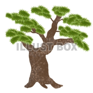 無料イラスト 松の木
