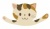 バンザイ三毛ねこ