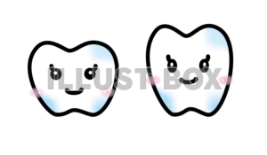乳歯と永久歯のイラスト