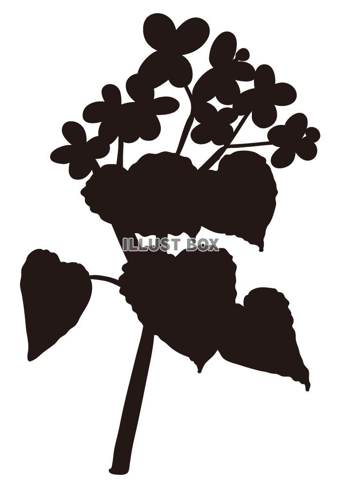 【シルエット】植物シリーズ　花　ベゴニア01