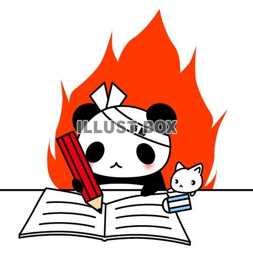 試験・受験勉強に燃えるパンダちゃんのイラスト
