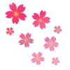 ふんわり桜　ピンクグラデーション　透過PNG【桜】