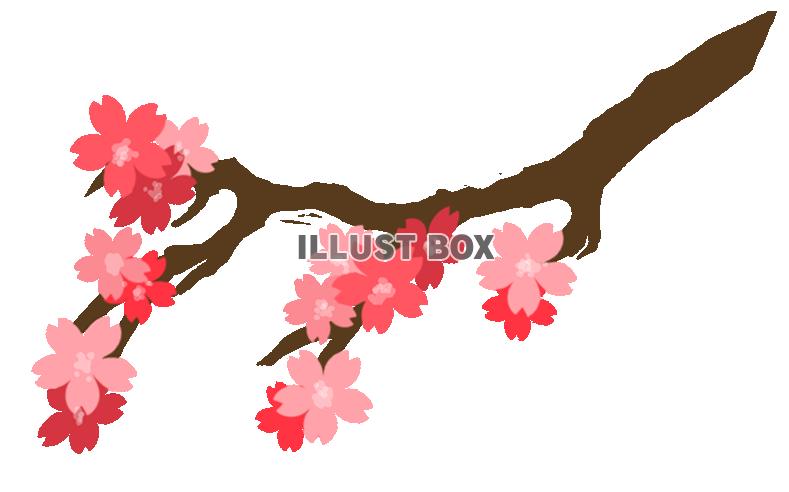 桜の枝　ワンポイント　透過PNG【桜】 