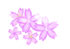 桜の花イラスト【透過PNG】