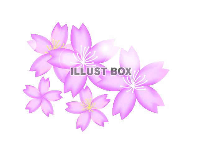 桜の花イラスト【透過PNG】