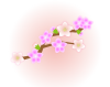 桃の花のイラスト【透過PNG】