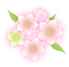 桃の花のイラスト2【透過PNG】