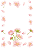 【透過PNGイラスト】　桜と花びらのフレーム04