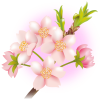 【透過PNGイラスト】　桜の花とつぼみの枝01