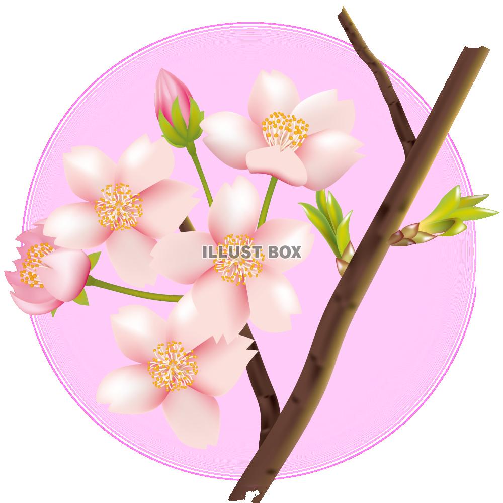 【透過PNGイラスト】　桜の花とつぼみの枝02