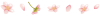 【透過PNG 飾り罫・ライン】　桜と花びらのライン01