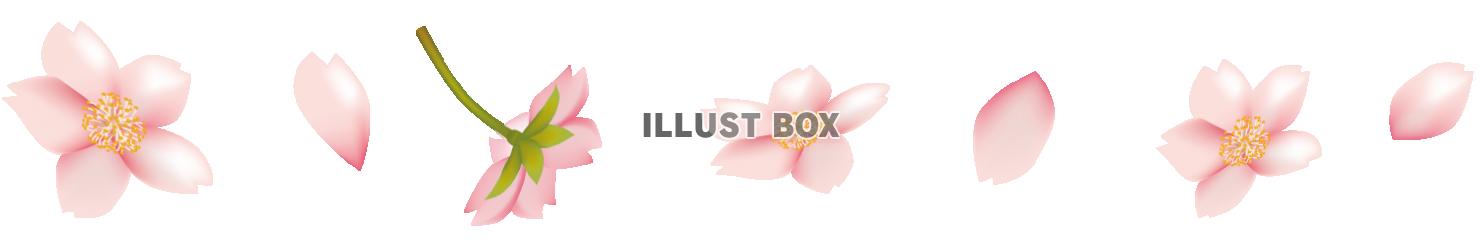 無料イラスト 透過png 飾り罫 ライン 桜と花びらのライン01