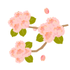 八重桜の枝　透過PNG