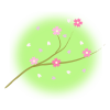 桜の枝と花