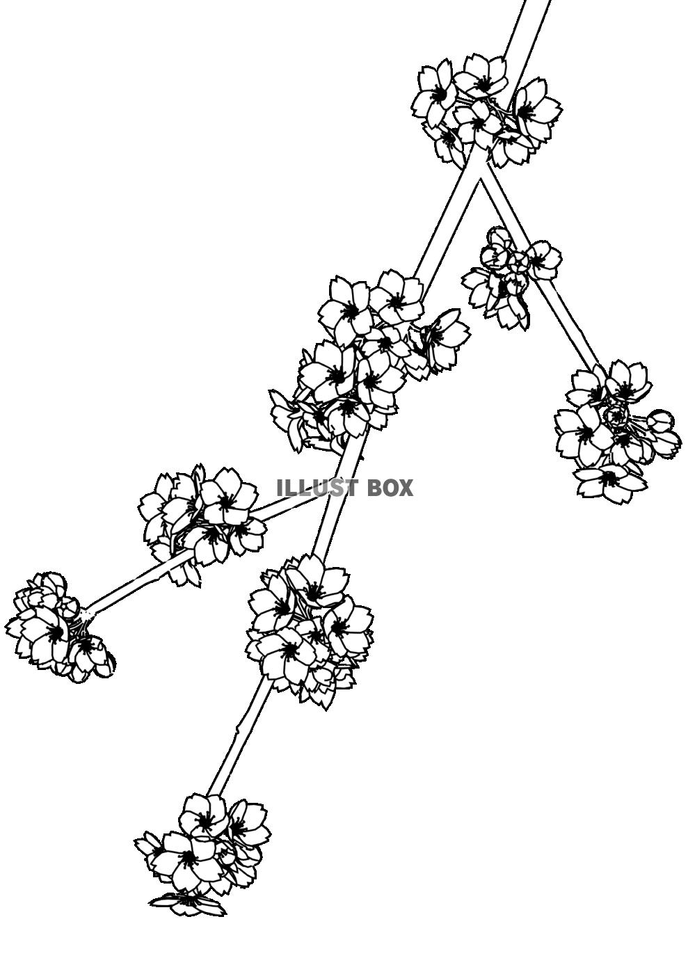 無料イラスト 桜の枝 線
