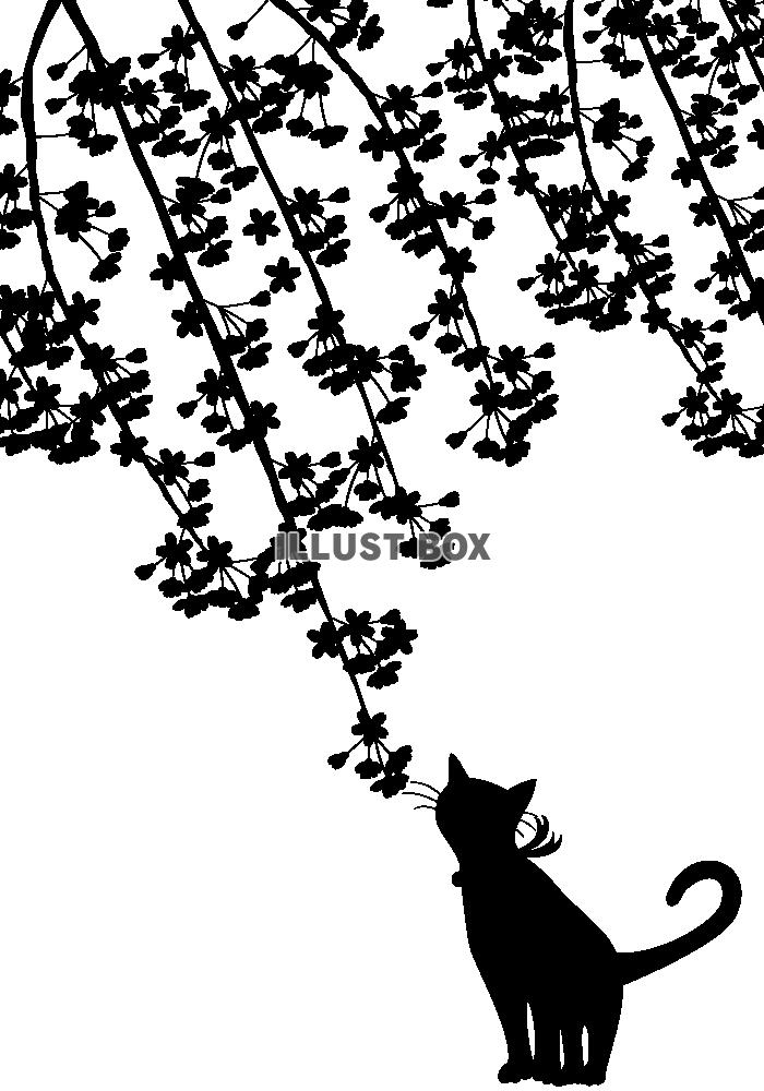【透過PNGイラスト】　シルエット　しだれ桜と猫