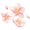 【透過PNGイラスト】　桜の花02