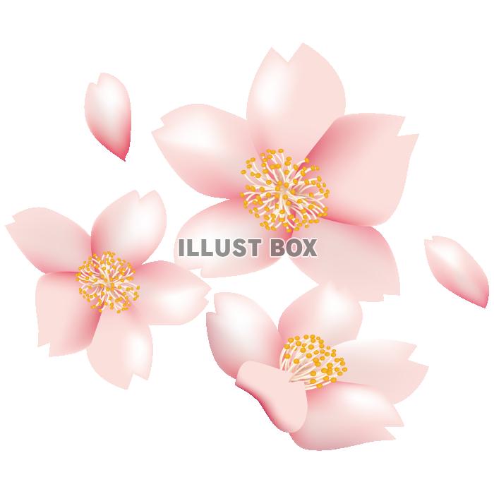 桜のイラスト素材が無料 イラストボックス