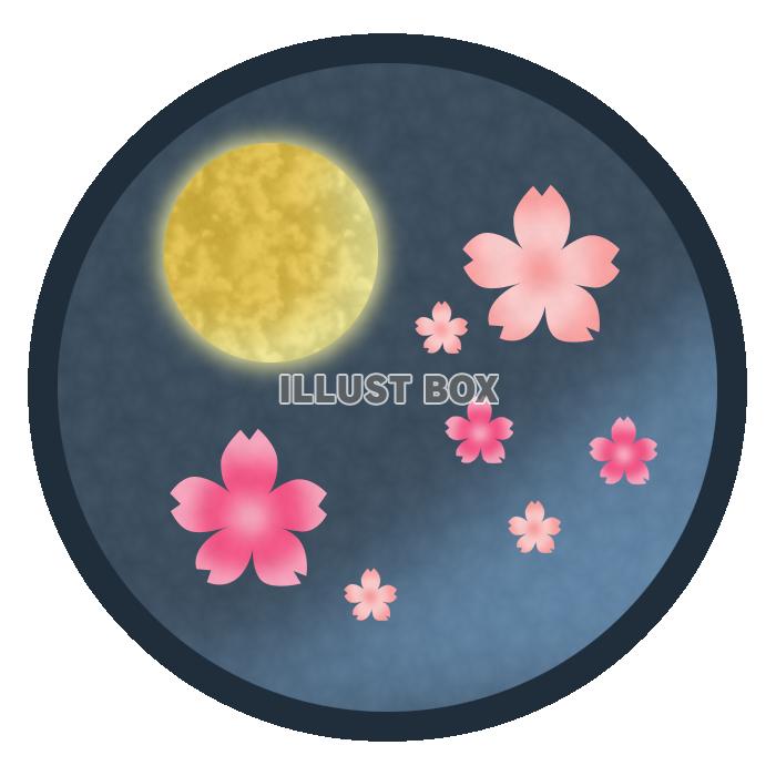 【桜】夜桜