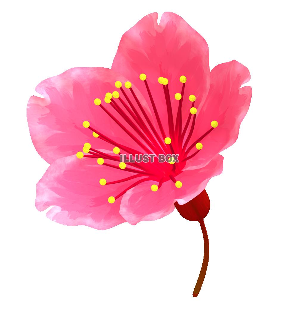 桜６