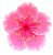 桜７