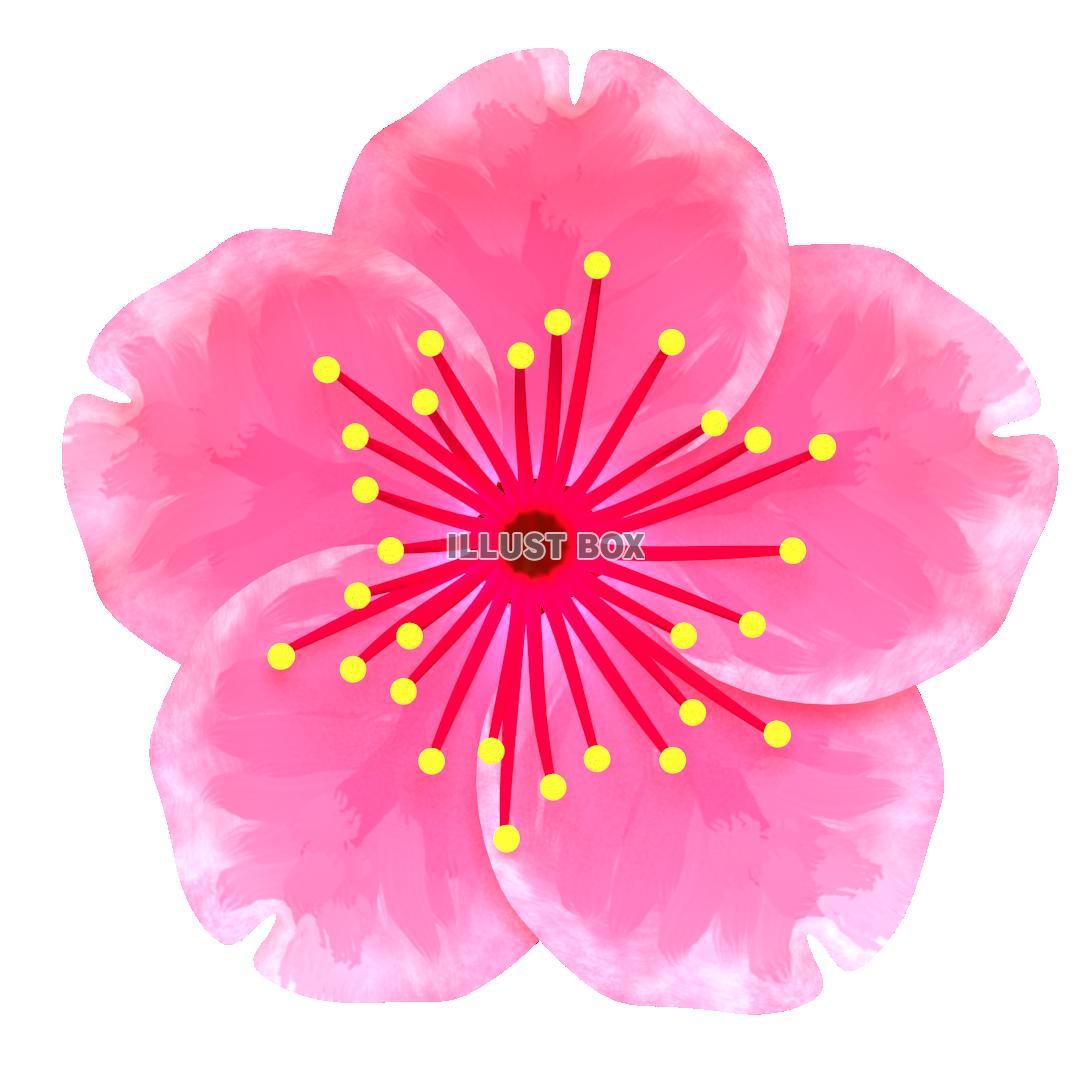 桜７