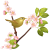 【透過PNGイラスト】　桜の花とウグイス（鶯）