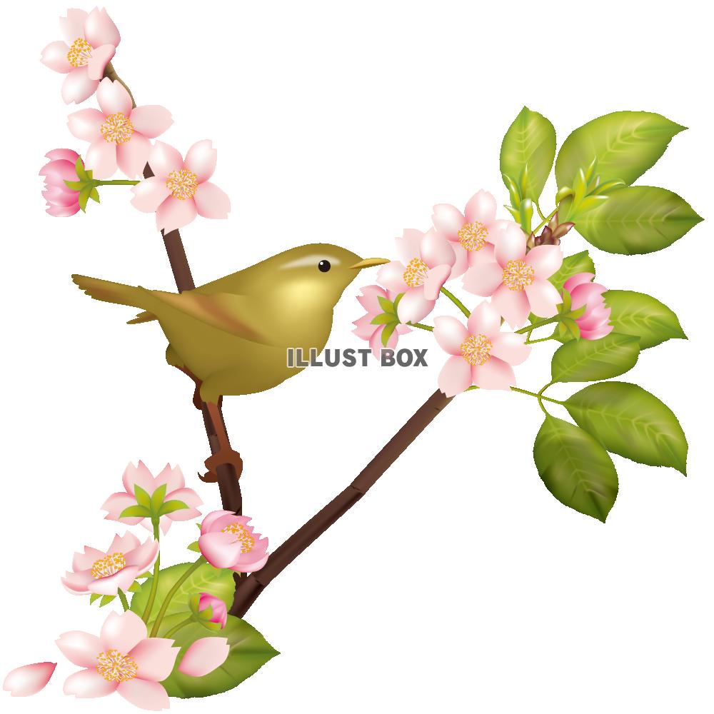 【透過PNGイラスト】　桜の花とウグイス（鶯）