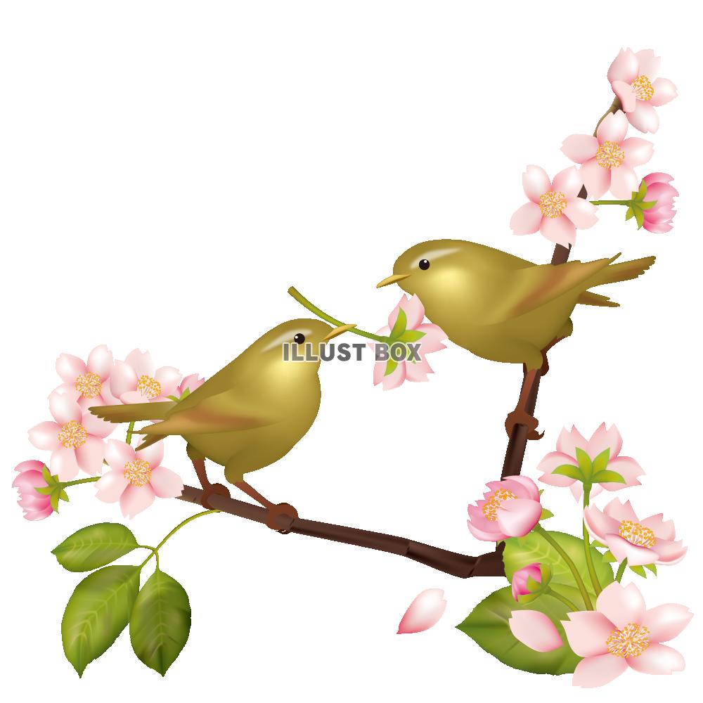 無料イラスト 透過pngイラスト 桜の花とウグイス 鶯 03