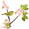 【透過PNGイラスト】　桜の花とメジロ（目白）01　（ウグイスではありません）
