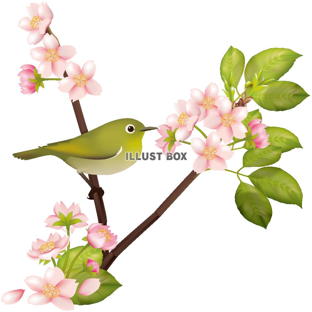 桜のイラスト素材が無料 イラストボックス