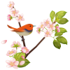 【透過PNGイラスト】　桜の花とコマドリ（駒鳥）01