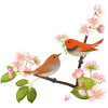 【透過PNGイラスト】　桜の花とコマドリ（駒鳥）03