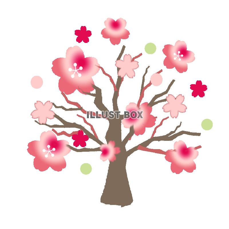 大きな桜の木　透過PNG