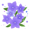 桔梗（ききょう）の花