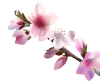 ひな祭り　イラスト桃の花　透過PNG