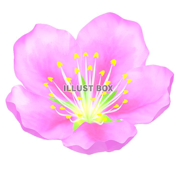 ひな祭り・桃の花１
