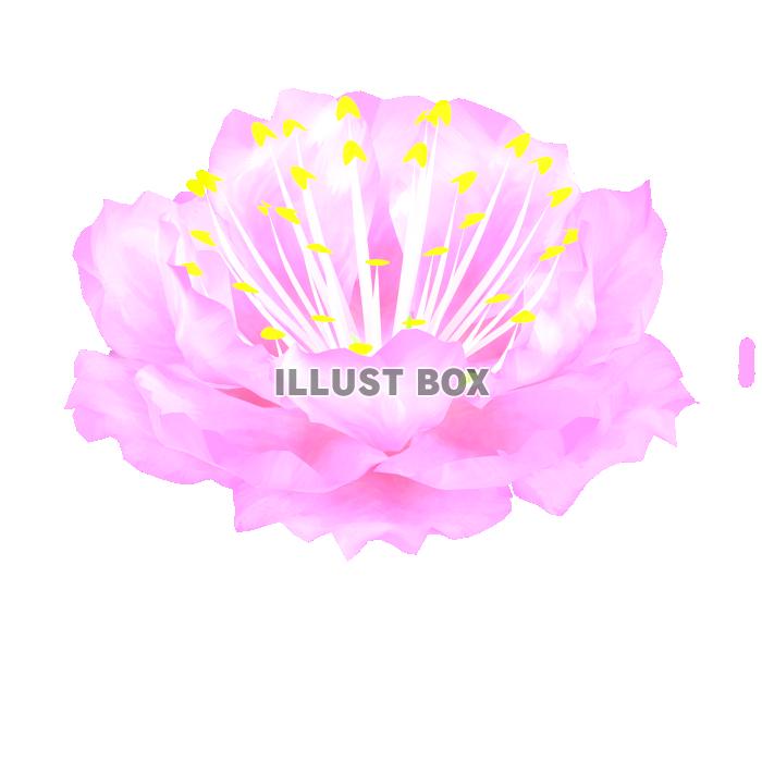ひな祭り・桃の花３