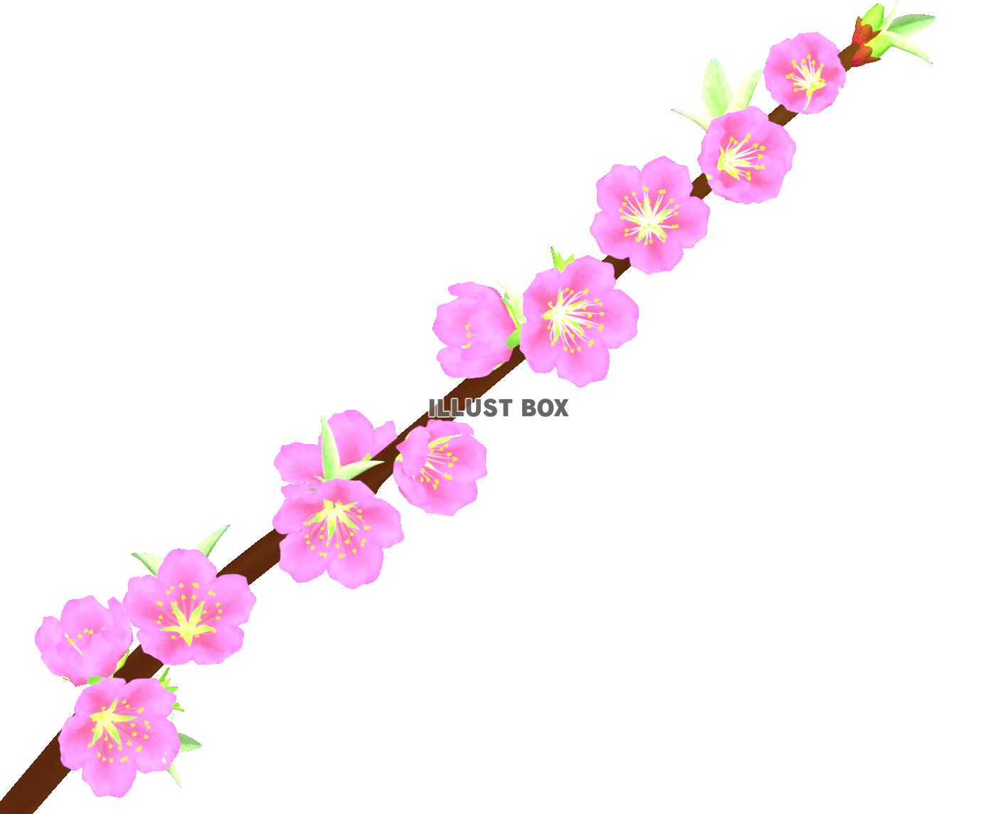 無料イラスト ひな祭り・桃の花6