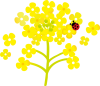 菜の花のイラスト2　てんとう虫【透過PNG】