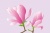ピンクの春の花、モクレンのメッセージカード