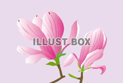 無料イラスト ピンクの春の花 モクレンのメッセージカード